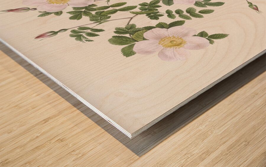 Vintage pink rosebush Wood print