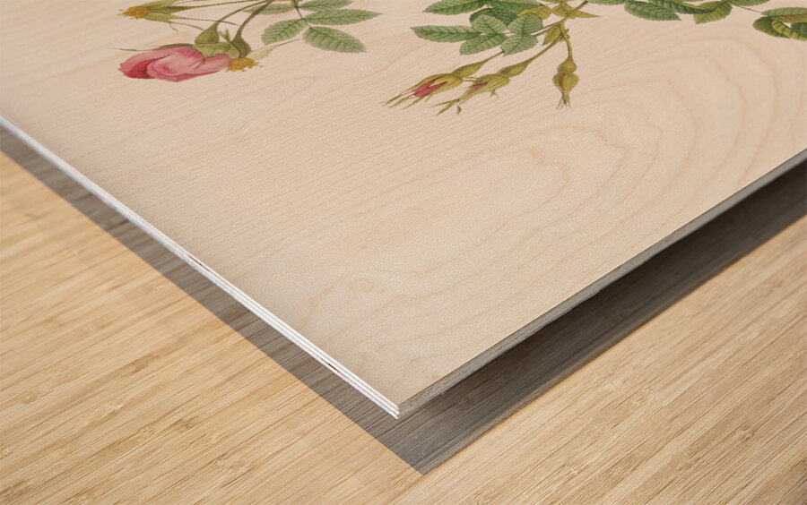 Burgundy cabbage rose in bloom Wood print