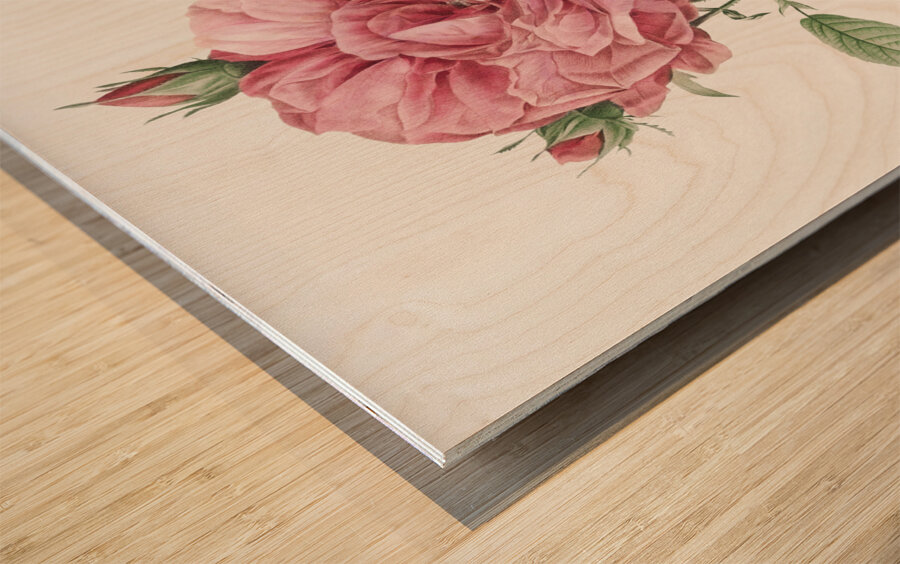 Burgundy cabbage rose in bloom Wood print