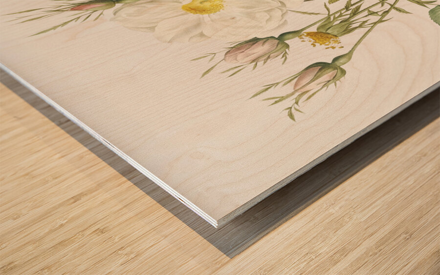 White rose of york Wood print