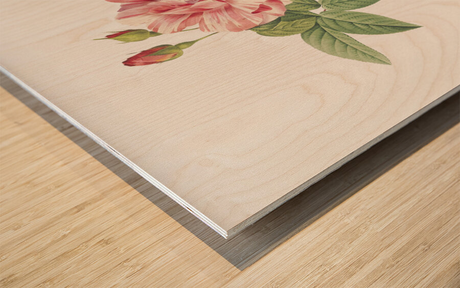 Pink french rosebush Wood print