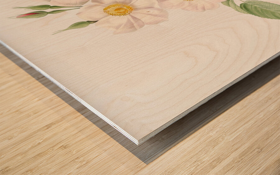 Blooming damask roses Wood print