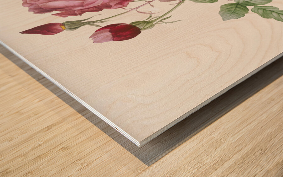 Blooming pink cabbage rose Wood print