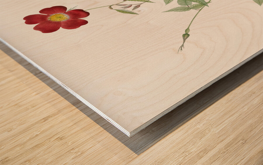 Blooming red rosebush Wood print