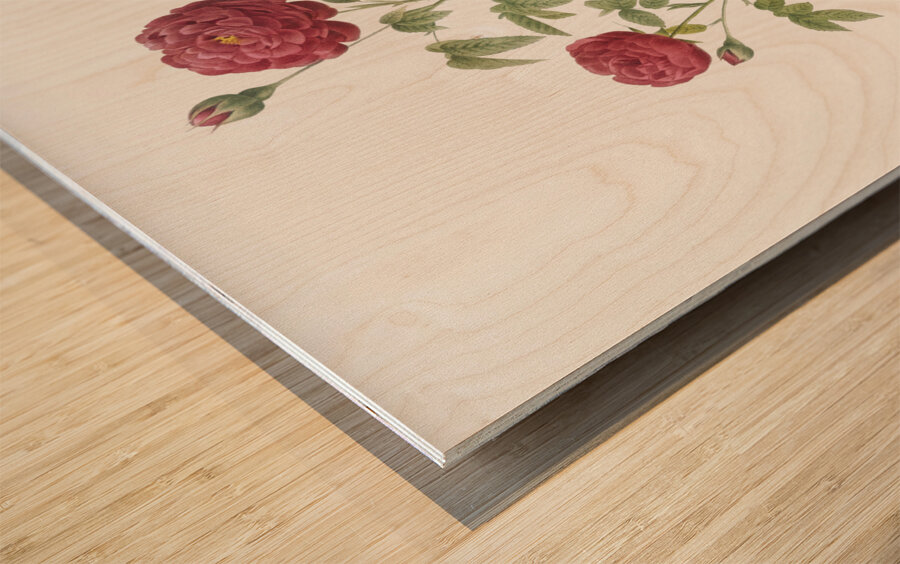 Burgundy cabbage rose in bloom Wood print