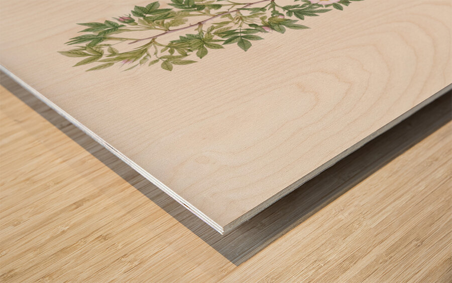 Burgundy cabbage rose in bloom Wood print