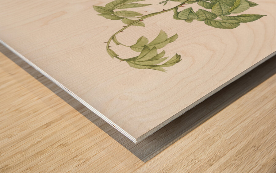 Pink apple rose in bloom Wood print