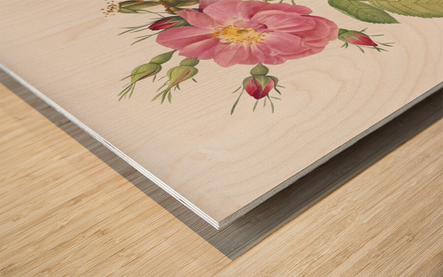 Pink roses in bloom Wood print