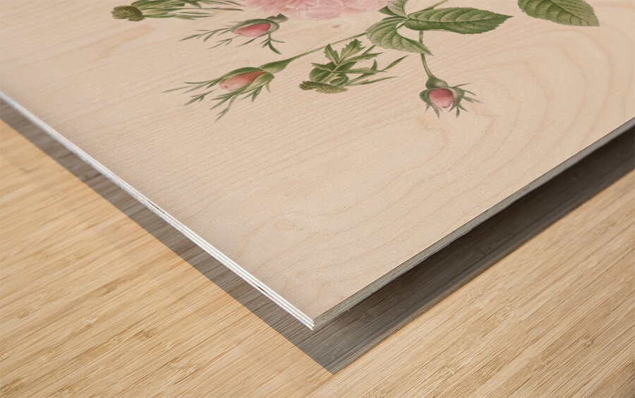 Pink agatha rose Wood print