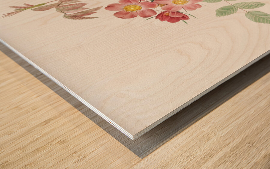 Vintage Rosa glauca rose Wood print