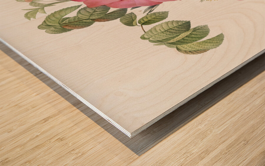 Pink french rose Wood print