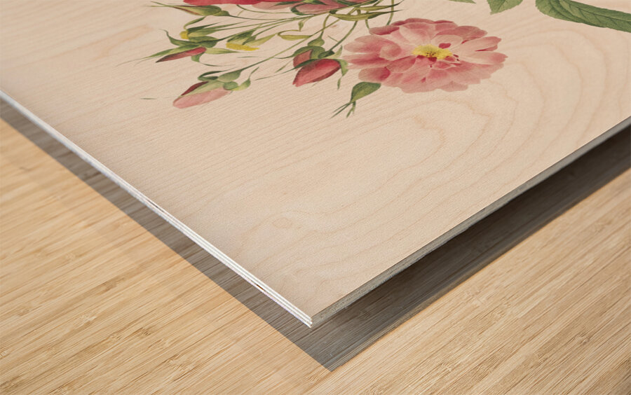 Hudson rose in bloom Wood print