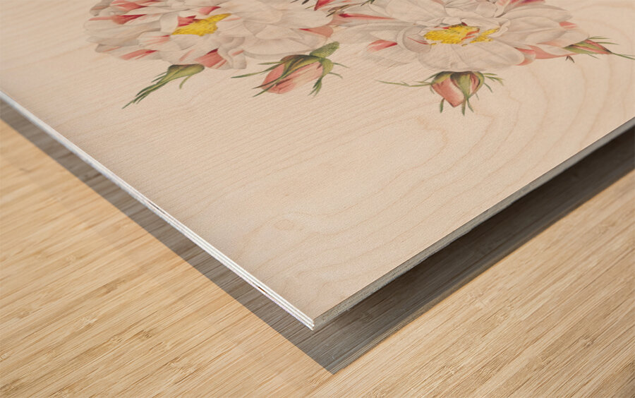 White damask rose Wood print