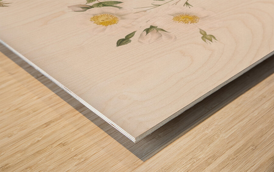 White field roses Wood print