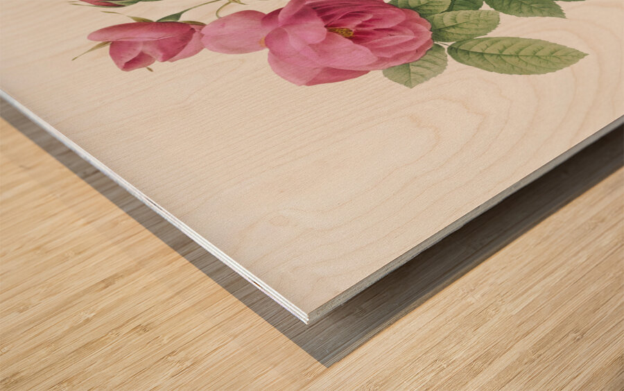 Pink bourbon roses Wood print