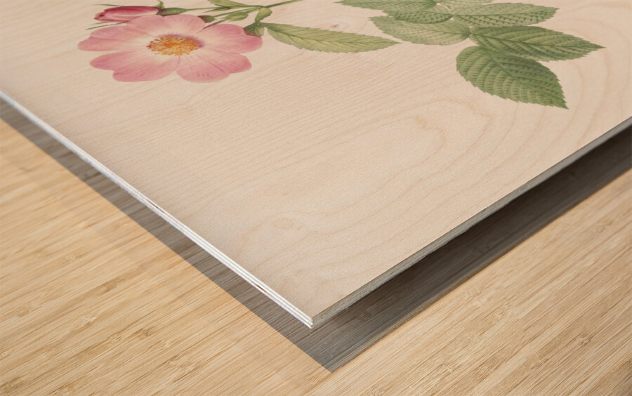 Pink apple rose Wood print