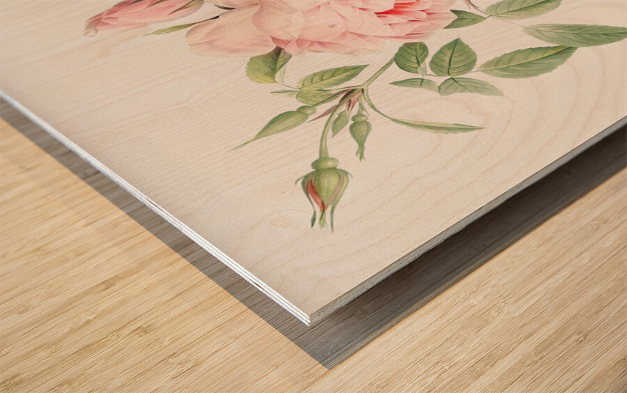 Blooming pink roses Wood print