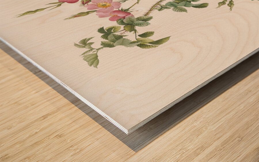 Prickly sweet briar roses Wood print