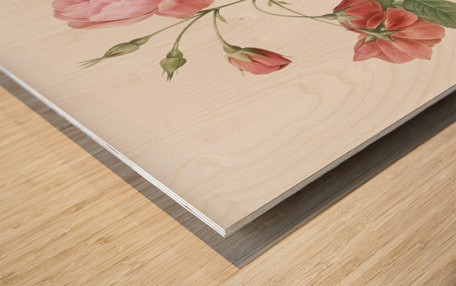 Pink boursault rose Impression sur bois