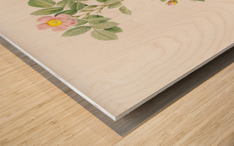 Blooming pink roses Wood print