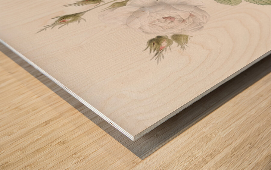 White misty rose Wood print