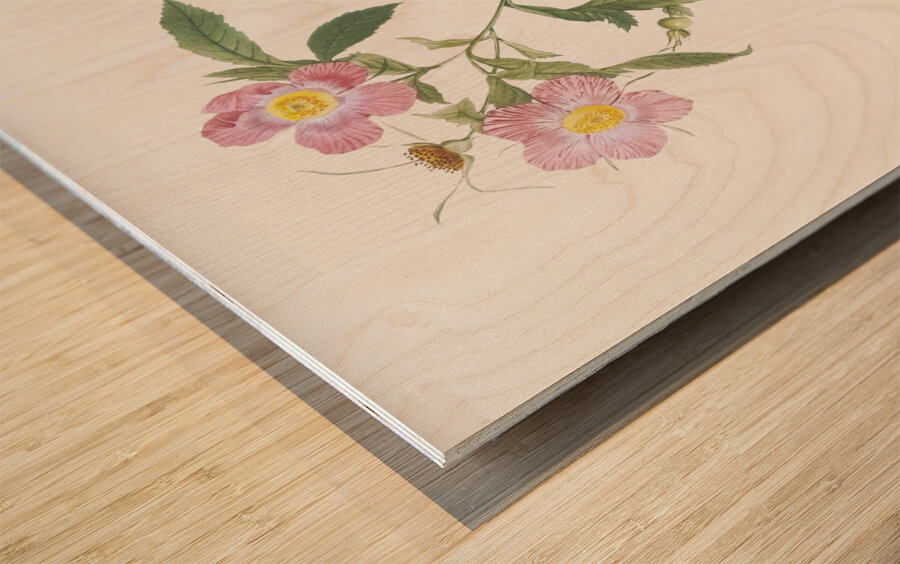 Pink alpine roses Wood print