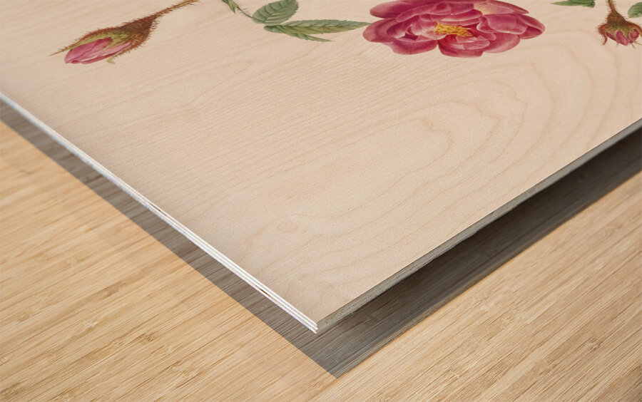 Anemone flowered rose Wood print