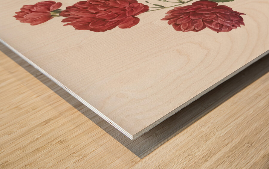 Anemone flowered rose Wood print