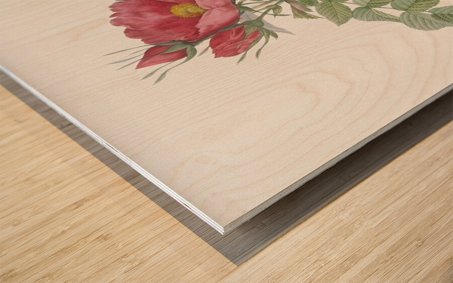 Anemone flowered rose Wood print