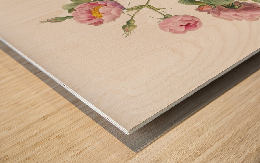 Pink roses in bloom Wood print