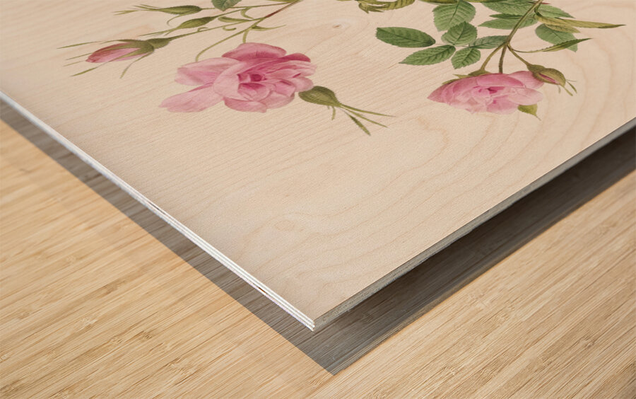 Pink flowering rosebush Wood print