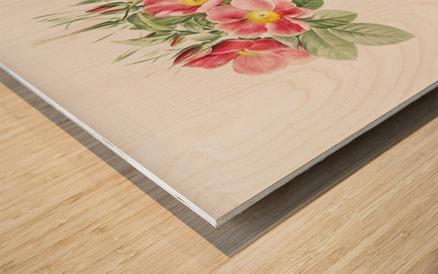 Blooming pink rosebush Wood print