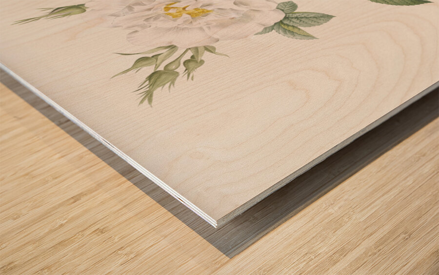 Blooming white rose Wood print