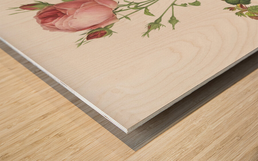 Blooming pink rosebush Wood print