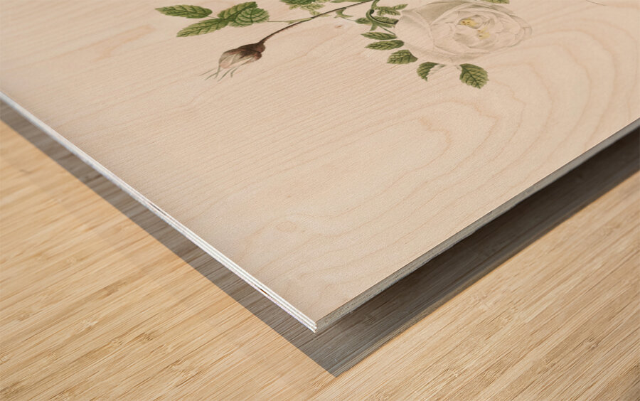 Hispid rose in bloom Wood print