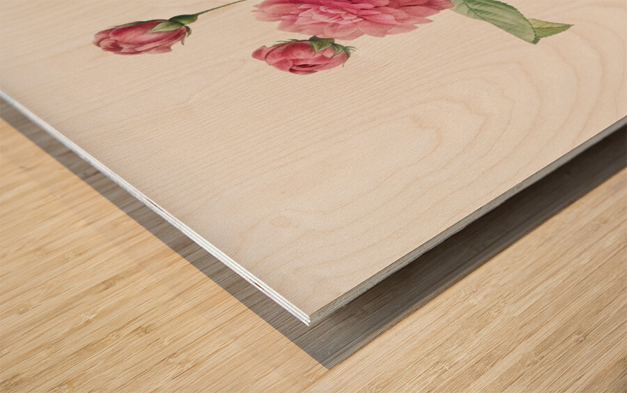 Agatha rose in bloom Wood print