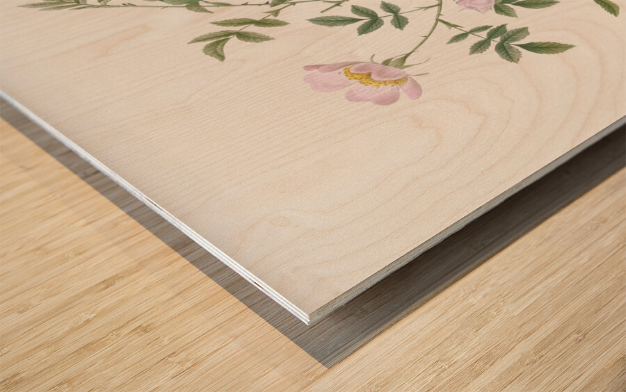 Pink hedge rose in bloom Wood print