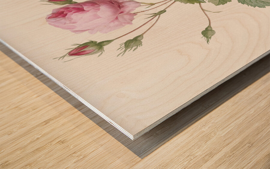 Pink provence rose Wood print