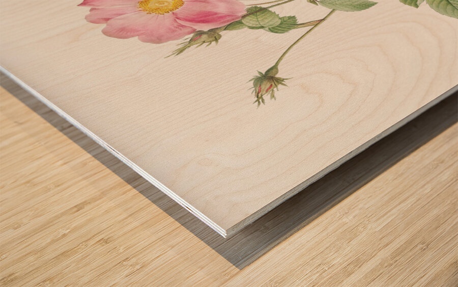 Vintage cabbage rose poster Wood print