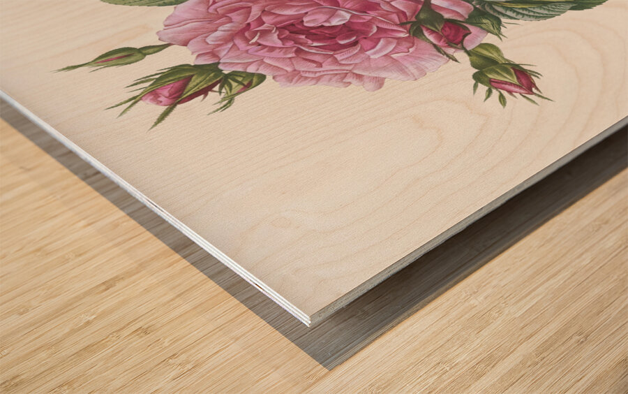 Vintage cabbage rose poster Wood print