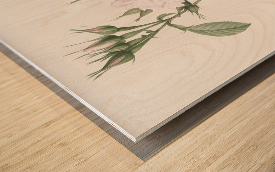 Blooming autumn damask rose Wood print