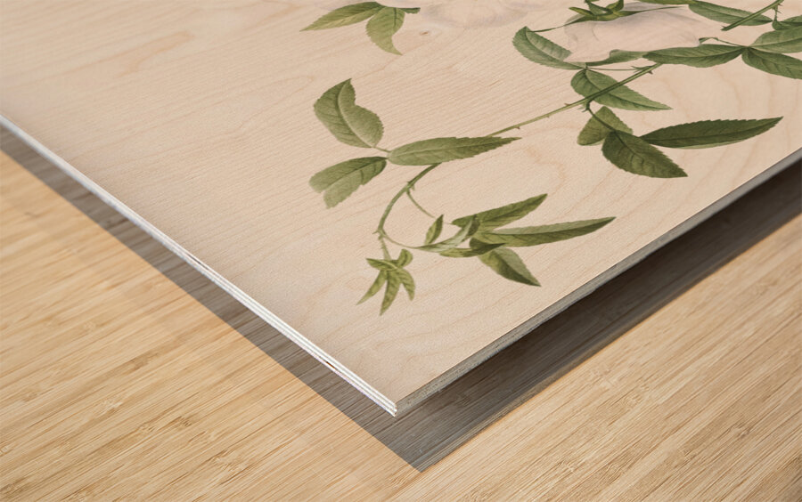 Blooming white roses Wood print