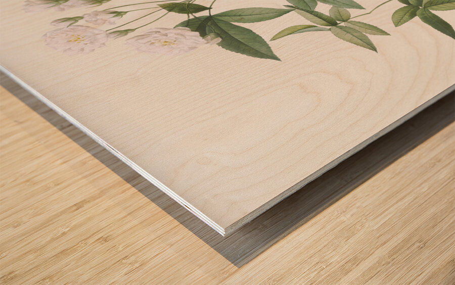 Vintage Lady Banks rose Wood print