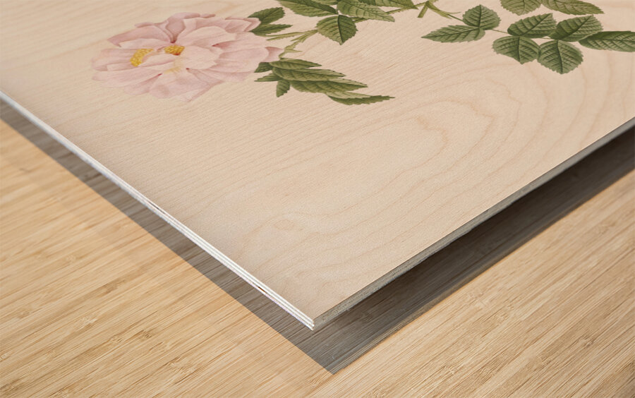 Blooming pink rosebush Impression sur bois