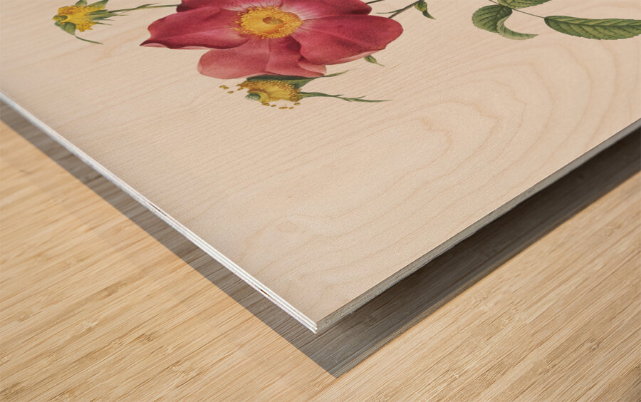 Stapelia rose in bloom Wood print