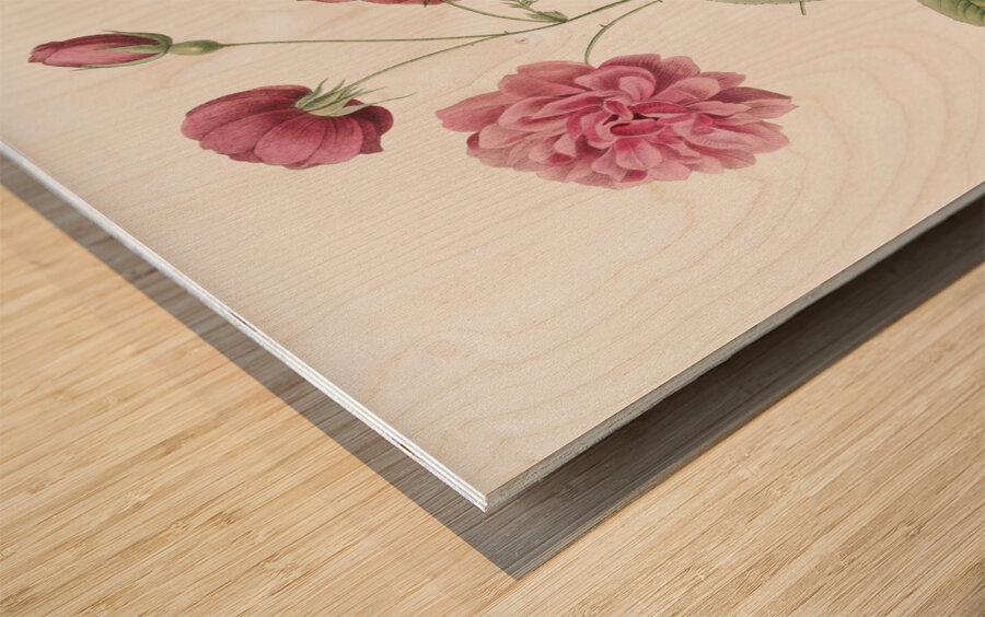 Vintage china rose Wood print