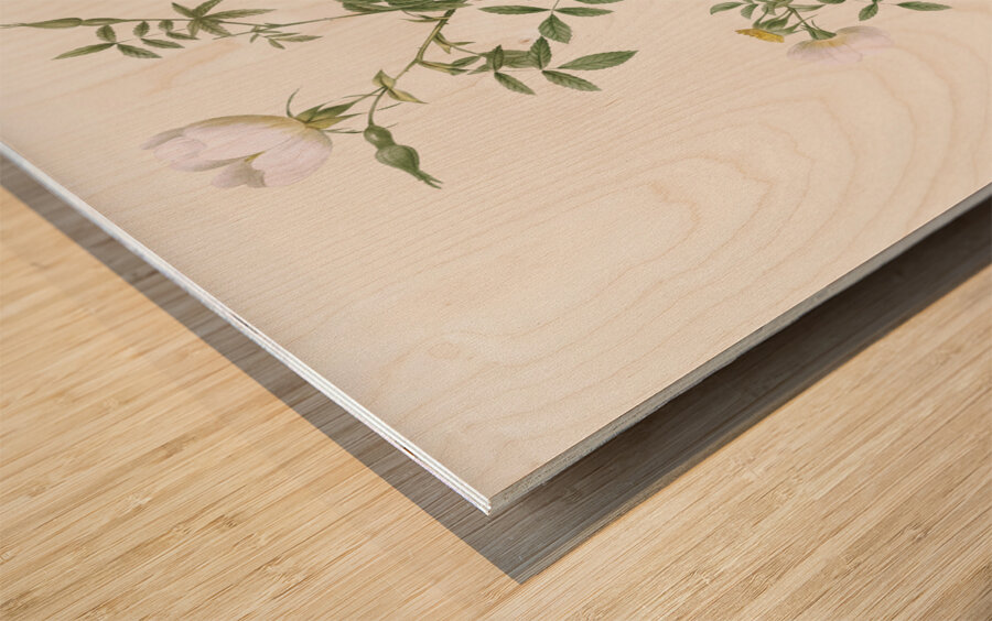 Vintage hedge rose Wood print