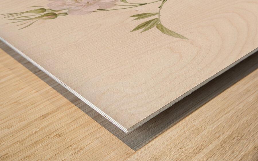 White rose of york in bloom Wood print