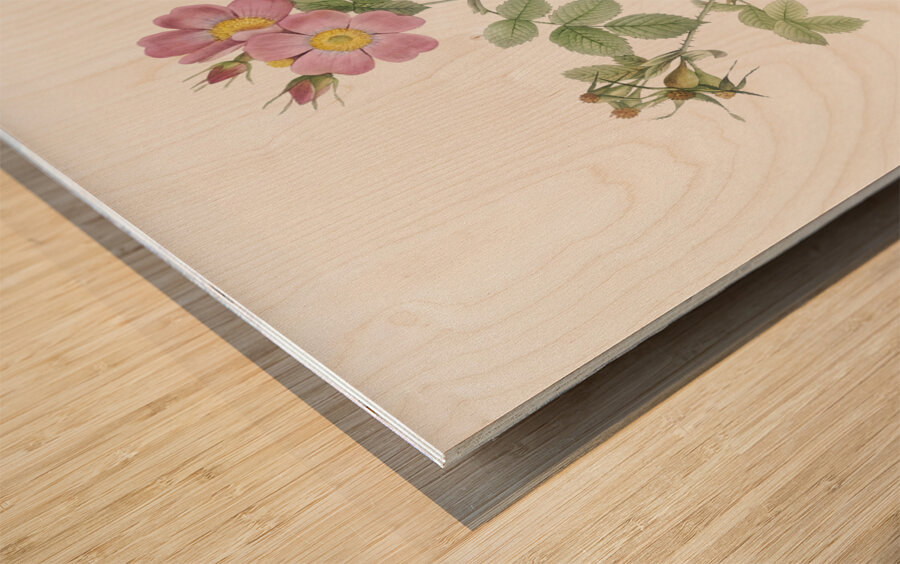 Pink sweetbriar roses Wood print