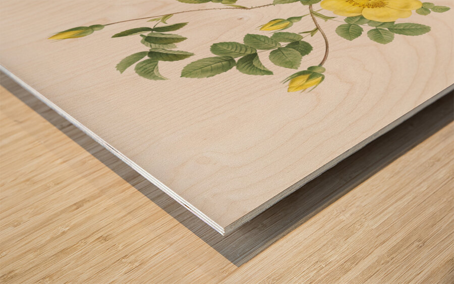 Yellow sweetbriar rose Wood print